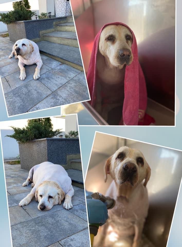 Pisică îngrijită după toaletare