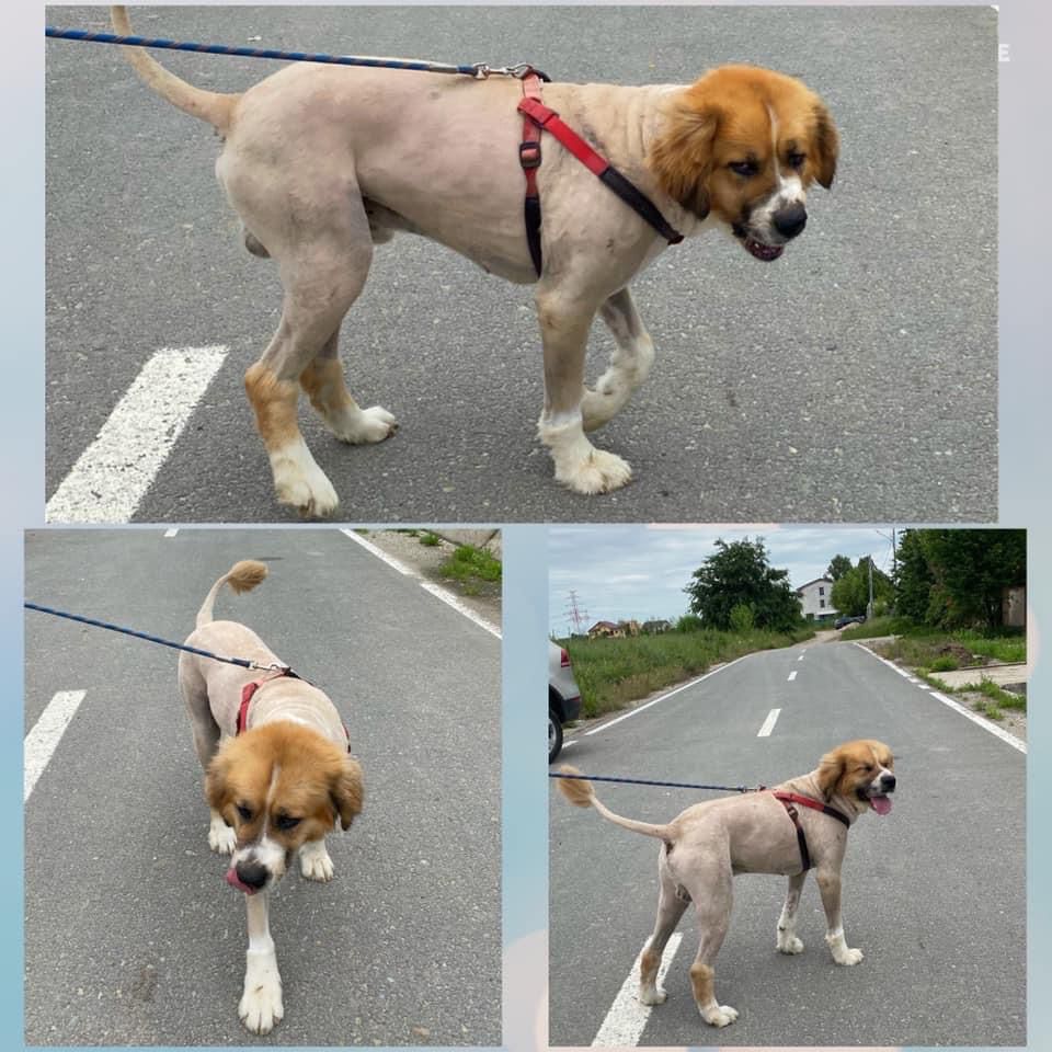 Câine după baie și uscare profesională