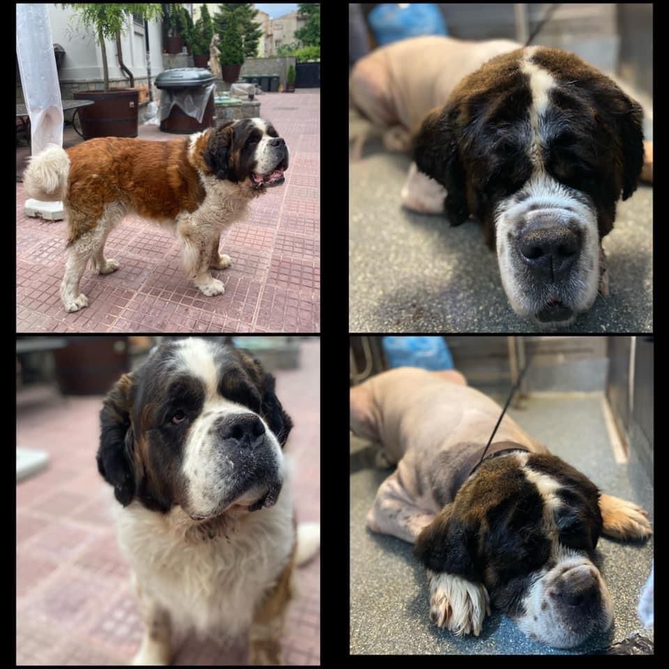 Blăniță proaspătă după cosmetică canină